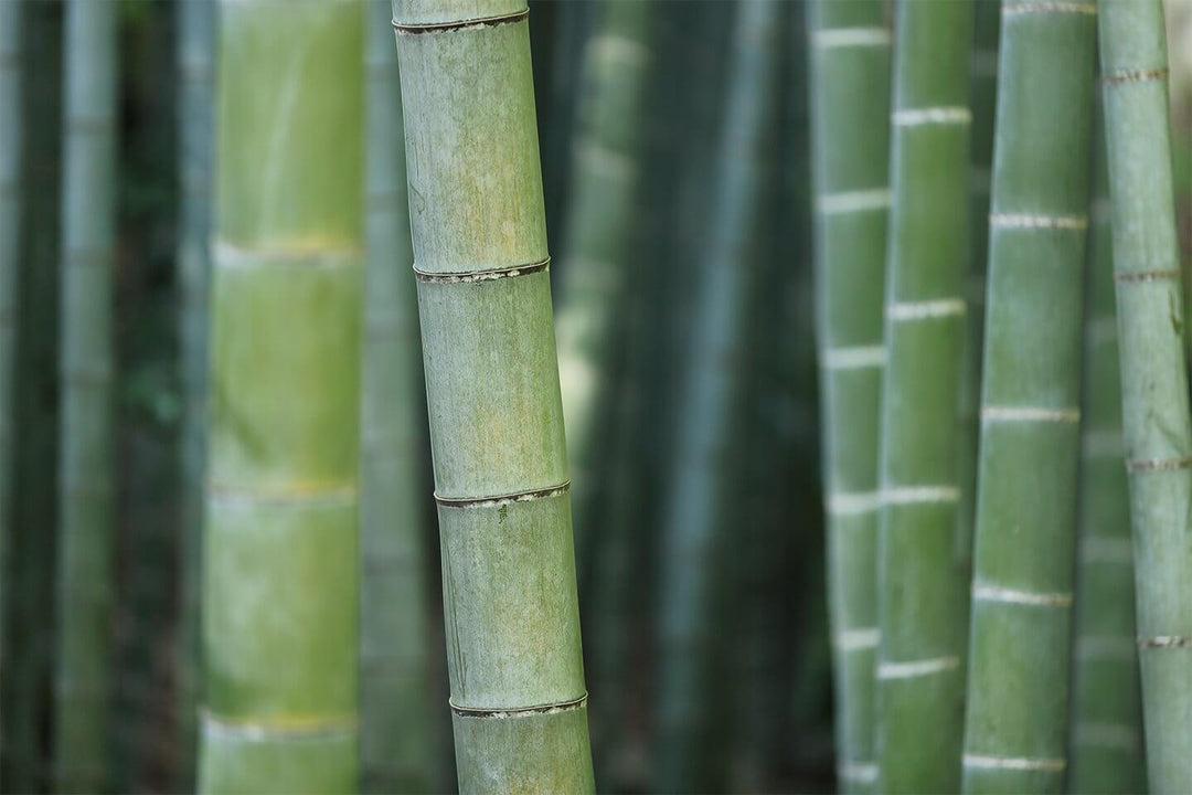 How Bamboo Sheets Are Made