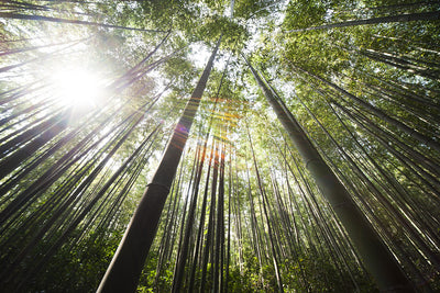 Bamboo Sustainability
